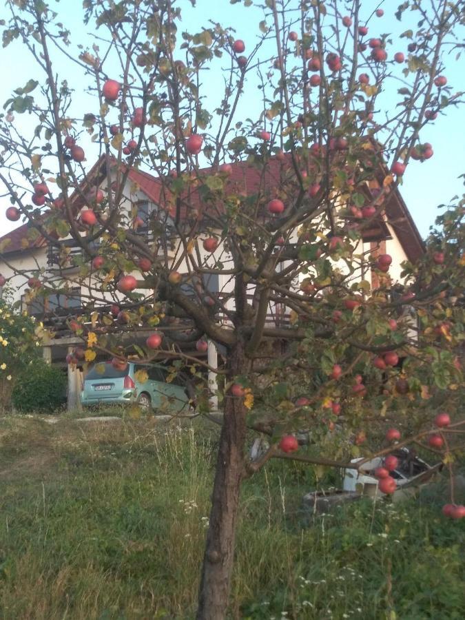 Vis Pension Viile Satu Mare Экстерьер фото